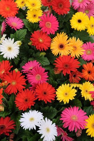 Foto de variedad de flores para ser usadas como: Maceta Gerbera jamesonii Mega Revolution Select Mixture