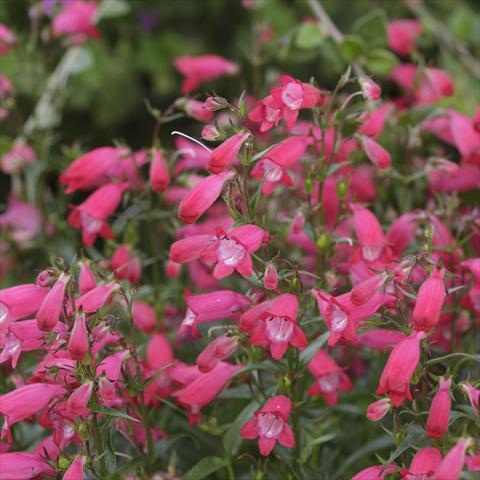 Foto de variedad de flores para ser usadas como: Maceta y planta de temporada Penstemon x mexicali Carillo Red