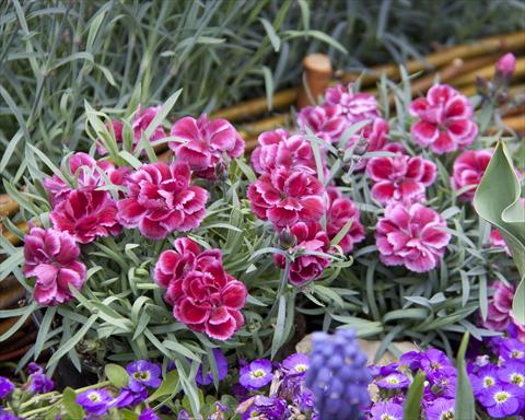 Foto de variedad de flores para ser usadas como: Tarrina de colgar / Maceta Dianthus Diantica® Burgundy