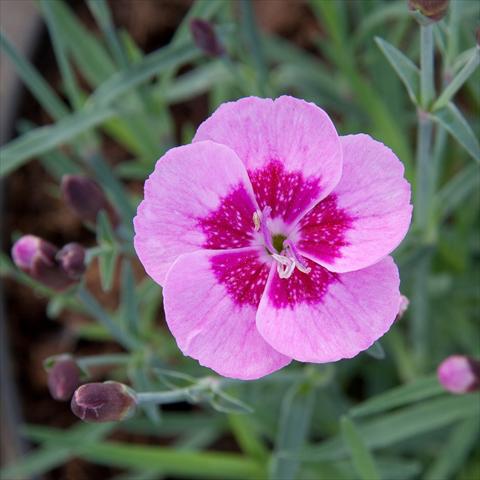 Foto de variedad de flores para ser usadas como: Tarrina de colgar / Maceta Dianthus Diantica® Pink+Eye