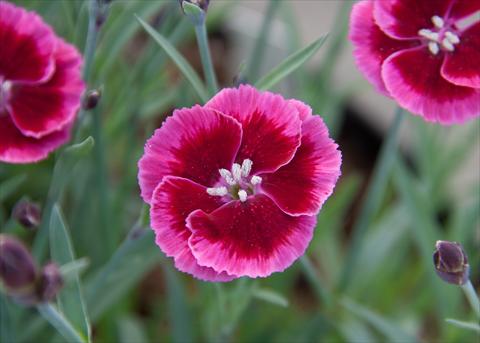 Foto de variedad de flores para ser usadas como: Tarrina de colgar / Maceta Dianthus Diantica® Raspberry Cream