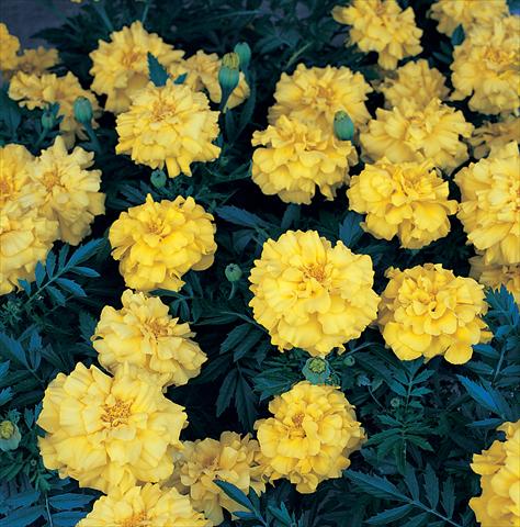 Foto de variedad de flores para ser usadas como: Planta de temporada / borde del macizo Tagetes patula Zenith Lemon Yellow