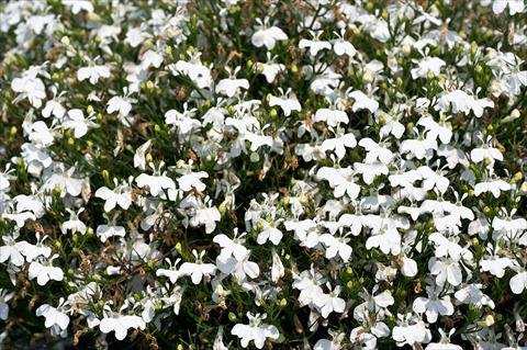 Foto de variedad de flores para ser usadas como: Maceta, planta de temporada, patio Lobelia Curaçao® Basket White