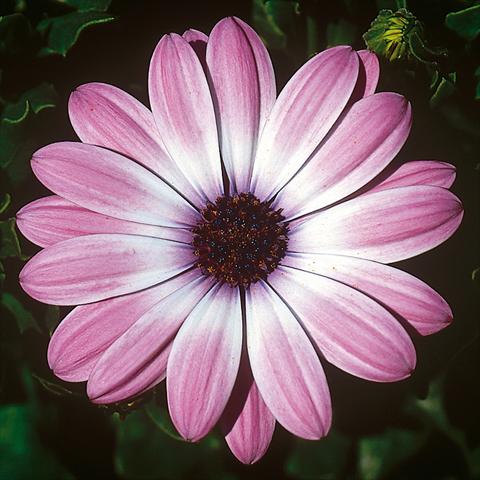 Foto de variedad de flores para ser usadas como: Maceta y planta de temporada Osteospermum FlowerPower® Compact Light Pink