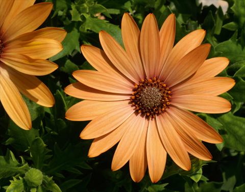 Foto de variedad de flores para ser usadas como: Maceta y planta de temporada Osteospermum FlowerPower® Compact Orange Bronze
