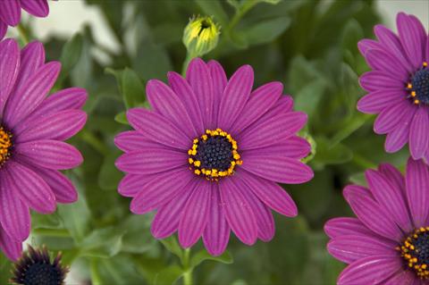 Foto de variedad de flores para ser usadas como: Maceta y planta de temporada Osteospermum FlowerPower® Compact Silver Purple