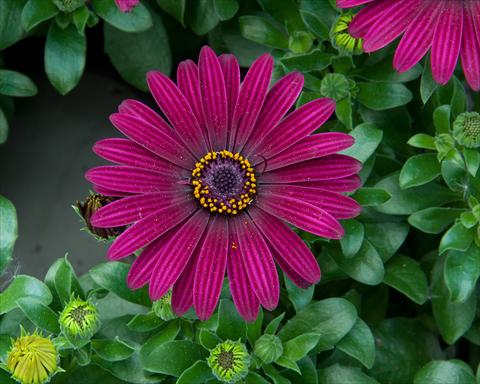 Foto de variedad de flores para ser usadas como: Maceta y planta de temporada Osteospermum FlowerPower® Dark Purple