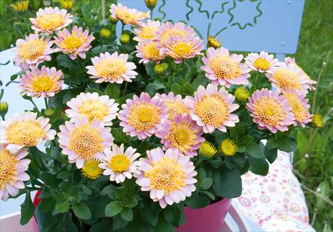 Foto de variedad de flores para ser usadas como: Maceta y planta de temporada Osteospermum FlowerPower® Double Pink+Yellow
