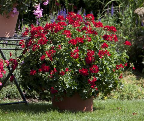 Foto de variedad de flores para ser usadas como: Patio, Maceta Pelargonium interspecifico Marcada Dark Red