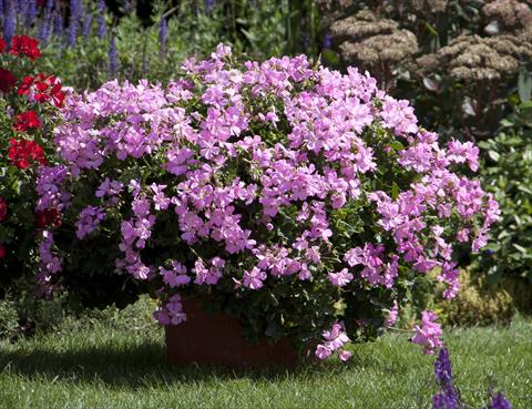 Foto de variedad de flores para ser usadas como: Patio, Maceta Pelargonium interspecifico Marcada Pink