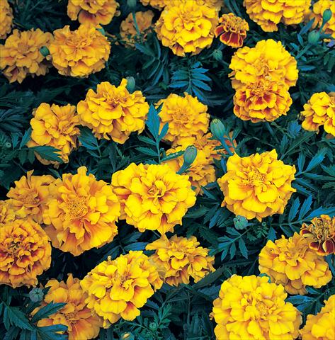 Foto de variedad de flores para ser usadas como: Planta de temporada / borde del macizo Tagetes patula Zenith Red & Gold