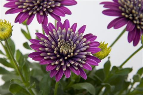 Foto de variedad de flores para ser usadas como: Maceta y planta de temporada Osteospermum FlowerPower® Double Purple Explosion