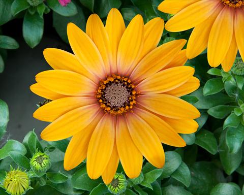 Foto de variedad de flores para ser usadas como: Maceta y planta de temporada Osteospermum FlowerPower® Magic Orange