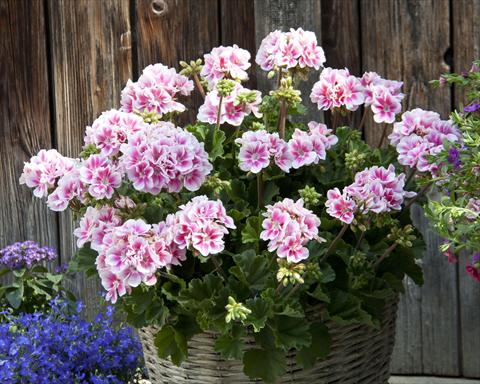 Foto de variedad de flores para ser usadas como: Maceta o Tarrina de colgar Pelargonium zonale Moonlight® Katy13
