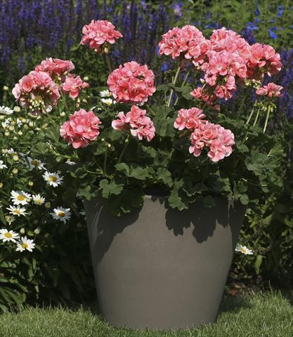 Foto de variedad de flores para ser usadas como: Maceta o Tarrina de colgar Pelargonium zonale Moonlight® Michelle