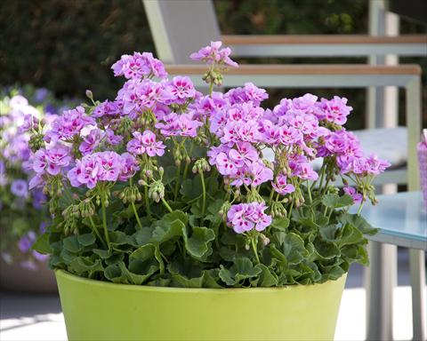 Foto de variedad de flores para ser usadas como: Maceta o Tarrina de colgar Pelargonium zonale Sunrise® Katinka13