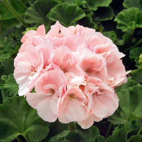 Foto de variedad de flores para ser usadas como: Maceta o Tarrina de colgar Pelargonium zonale Sunrise® XL Appleblossom