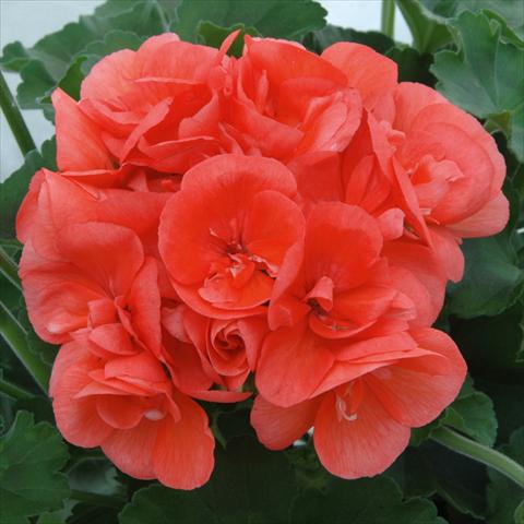 Foto de variedad de flores para ser usadas como: Maceta o Tarrina de colgar Pelargonium zonale Sunrise® XL Demira