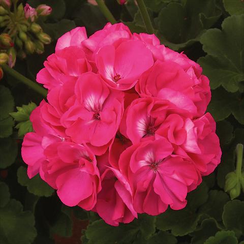 Foto de variedad de flores para ser usadas como: Maceta o Tarrina de colgar Pelargonium zonale Sunrise® XL Elaine
