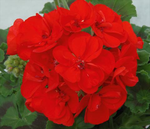 Foto de variedad de flores para ser usadas como: Maceta o Tarrina de colgar Pelargonium zonale Sunrise® XL Elara
