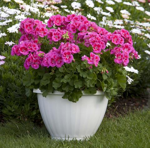 Foto de variedad de flores para ser usadas como: Maceta o Tarrina de colgar Pelargonium zonale Sunrise® XL Ganymed13