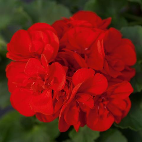 Foto de variedad de flores para ser usadas como: Maceta o Tarrina de colgar Pelargonium zonale Sunrise® XL Leon