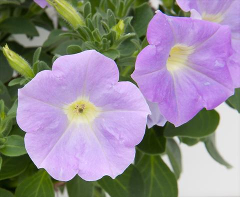 Foto de variedad de flores para ser usadas como: Maceta, planta de temporada, patio Petunia Bonnie Light Blue