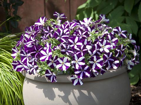 Foto de variedad de flores para ser usadas como: Maceta, planta de temporada, patio Petunia Bonnie Purple Star