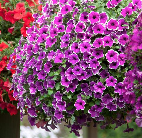 Foto de variedad de flores para ser usadas como: Maceta, planta de temporada, patio Petunia Deluxe Lilac Picotee
