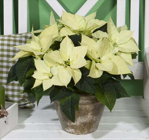 Foto de variedad de flores para ser usadas como: Maceta Poinsettia - Euphorbia pulcherrima Christmas Beauty Lime