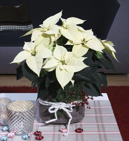 Foto de variedad de flores para ser usadas como: Maceta Poinsettia - Euphorbia pulcherrima Christmas Feelings® Pearl