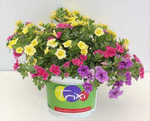 Foto de variedad de flores para ser usadas como: Maceta o Tarrina de colgar 3 Combo Trixi® MiniFamous® Double Early Petticoat13