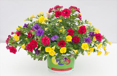 Foto de variedad de flores para ser usadas como: Maceta o Tarrina de colgar 3 Combo Trixi® MiniFamous® Double Hot Petticoat