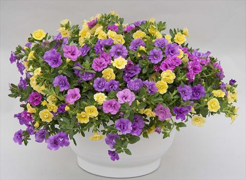Foto de variedad de flores para ser usadas como: Maceta o Tarrina de colgar 3 Combo Trixi® MiniFamous® Double Petticoat