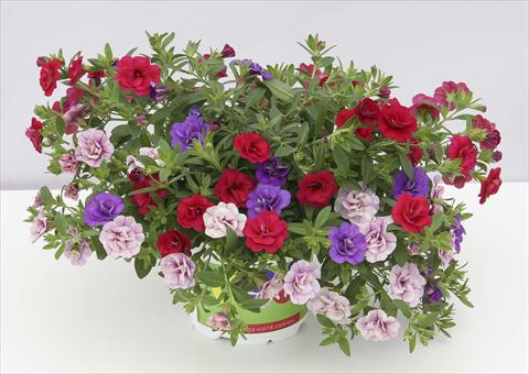 Foto de variedad de flores para ser usadas como: Maceta o Tarrina de colgar 3 Combo Trixi® MiniFamous® Double Sweet Petticoat