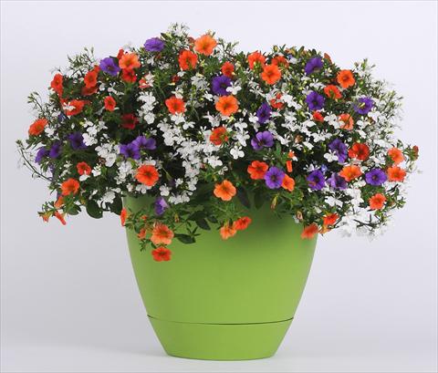 Foto de variedad de flores para ser usadas como: Maceta o Tarrina de colgar 3 Combo Trixi® Spring Valley