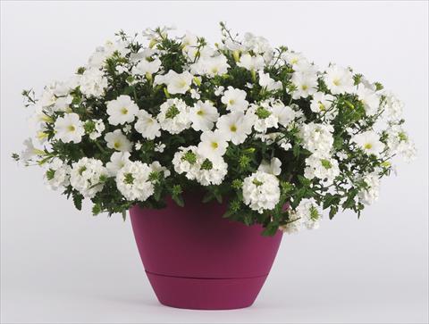 Foto de variedad de flores para ser usadas como: Maceta o Tarrina de colgar 3 Combo Trixi® White Pearl