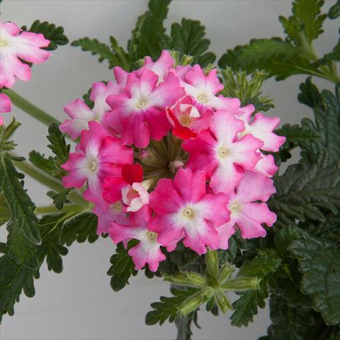 Foto de variedad de flores para ser usadas como: Maceta, patio, Tarrina de colgar Verbena Bebop Dark Pink