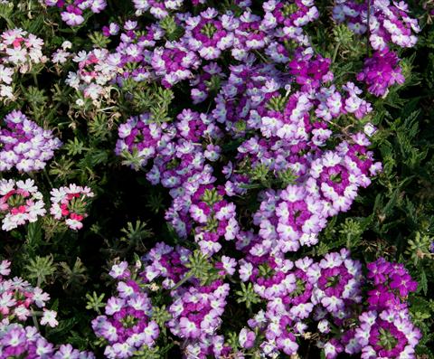 Foto de variedad de flores para ser usadas como: Maceta, patio, Tarrina de colgar Verbena Bebop Dark Violet