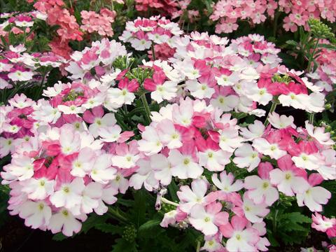 Foto de variedad de flores para ser usadas como: Maceta, patio, Tarrina de colgar Verbena Bebop Pink