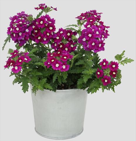 Foto de variedad de flores para ser usadas como: Maceta, patio, Tarrina de colgar Verbena Blues Dark Purple