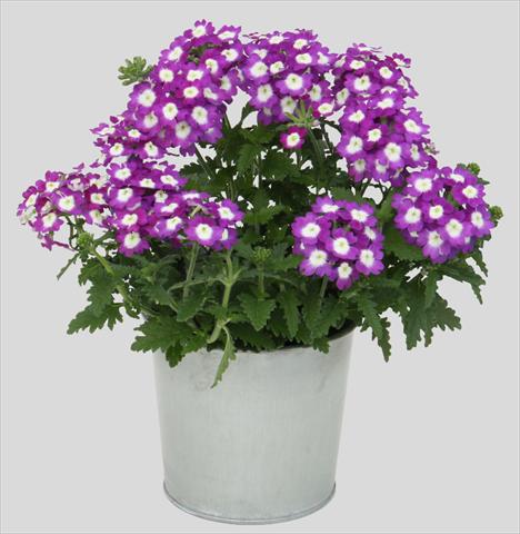 Foto de variedad de flores para ser usadas como: Maceta, patio, Tarrina de colgar Verbena Blues Dark Violet