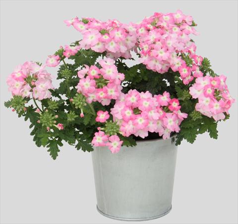 Foto de variedad de flores para ser usadas como: Maceta, patio, Tarrina de colgar Verbena Blues Light Pink