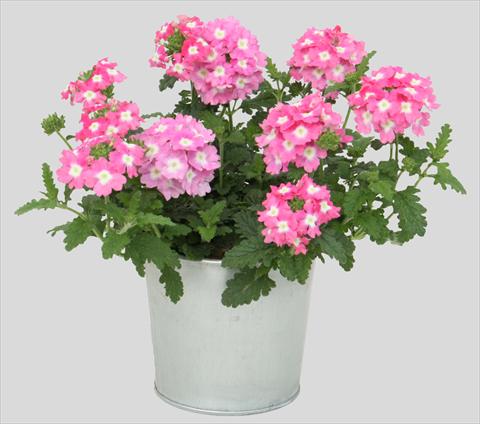 Foto de variedad de flores para ser usadas como: Maceta, patio, Tarrina de colgar Verbena Blues Pink