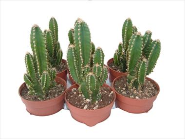 Foto de variedad de flores para ser usadas como: Maceta Cactus Cereus floridiano