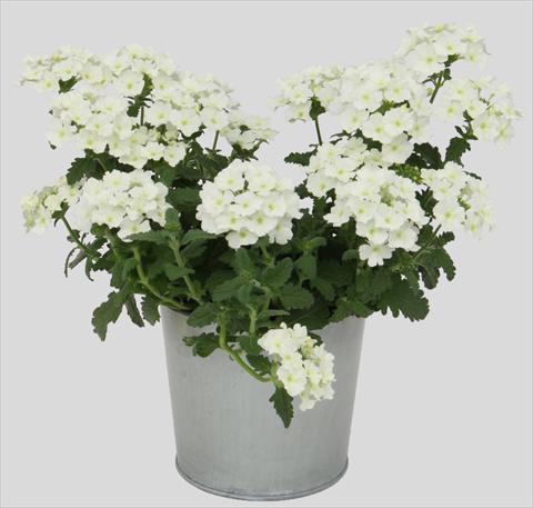 Foto de variedad de flores para ser usadas como: Maceta, patio, Tarrina de colgar Verbena Blues White