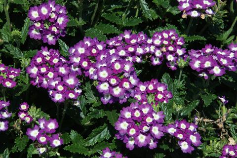 Foto de variedad de flores para ser usadas como: Maceta, patio, Tarrina de colgar Verbena Lascar® Big Eye Violet evol