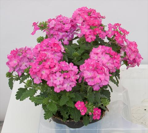 Foto de variedad de flores para ser usadas como: Maceta, patio, Tarrina de colgar Verbena Pop Dark Pink