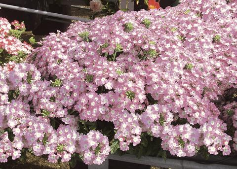 Foto de variedad de flores para ser usadas como: Maceta, patio, Tarrina de colgar Verbena Pop Light Pink