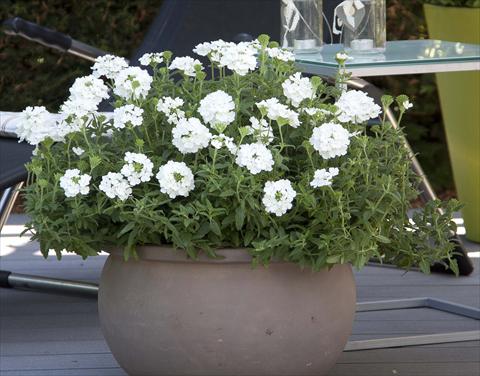 Foto de variedad de flores para ser usadas como: Maceta, patio, Tarrina de colgar Verbena Pop White